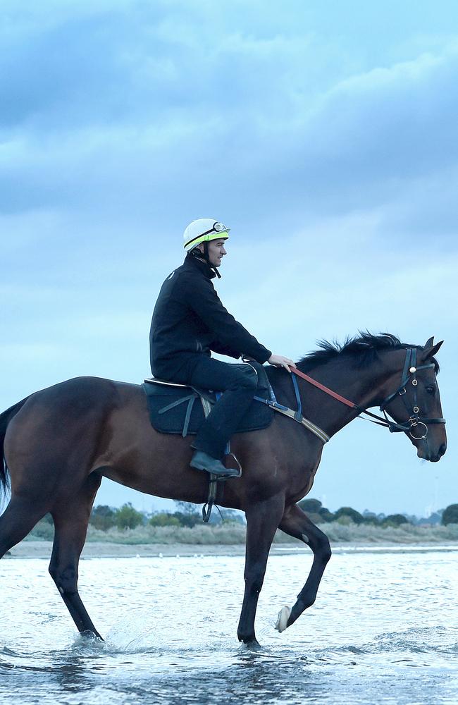 Water baby: Winx has a stroll in the shallows at Altona Beach. Picture: Nicole Garmston