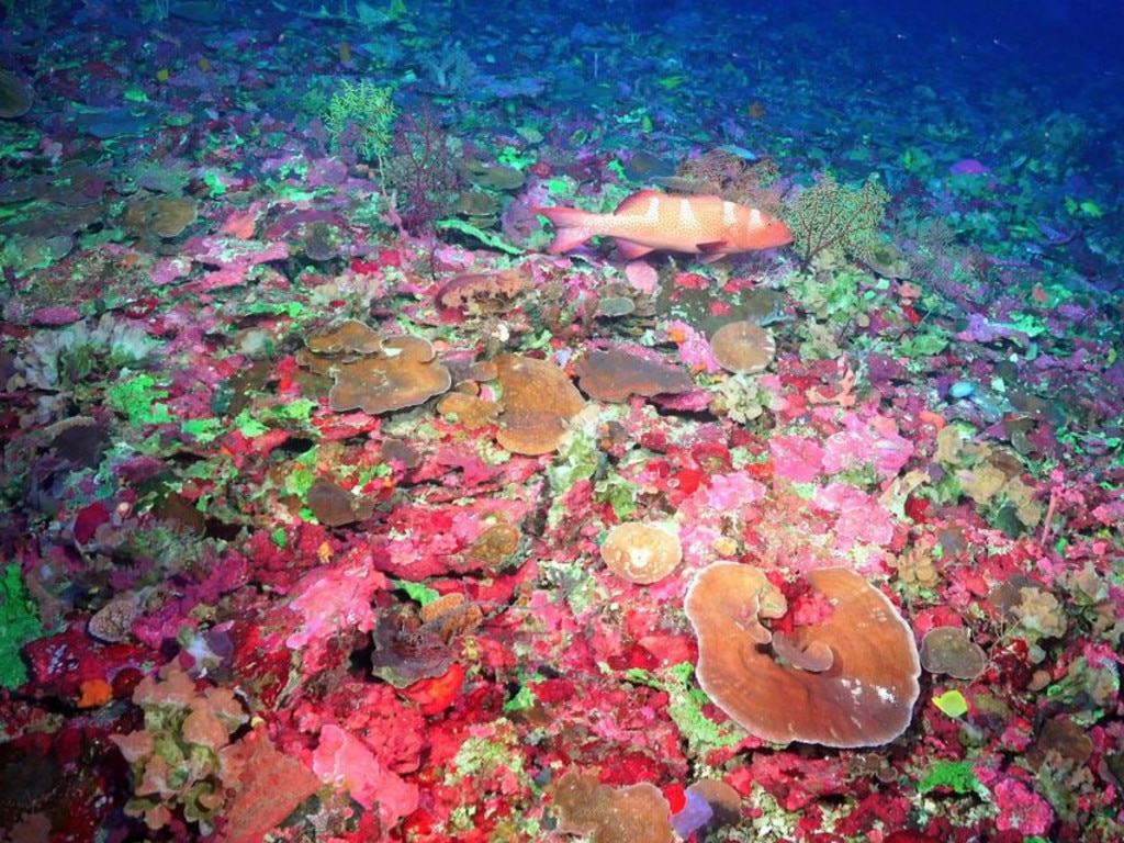 Scientists viewed the deepest regions of the Great Barrier Reef Marine Park. Picture: Schmidt Ocean Institute