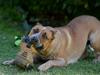 Court no-show claims ‘dogs have eaten my shoes’