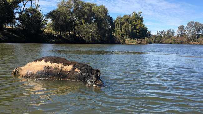 South Gundurimba resident Phill Terry' took photos of "carnage" he discovered along the Richmond and Wilson Rivers. Picture: Phill Terry