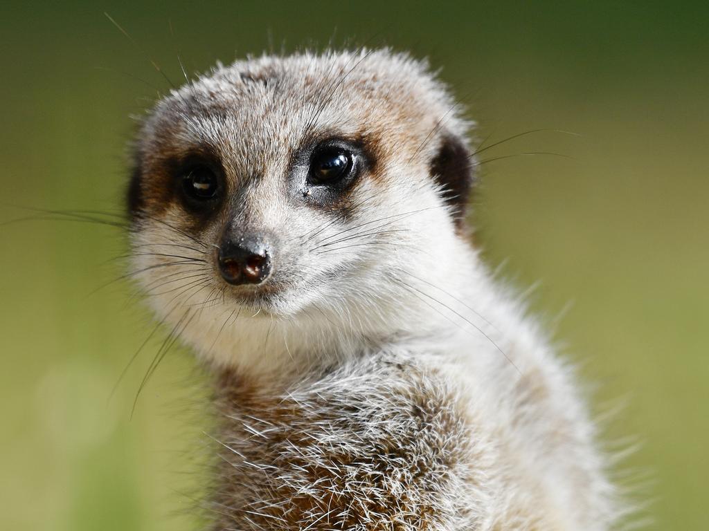 A meerkat at the Adelaide Zoo.