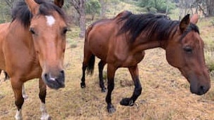 Horses Sox and Mary miraculously survived.