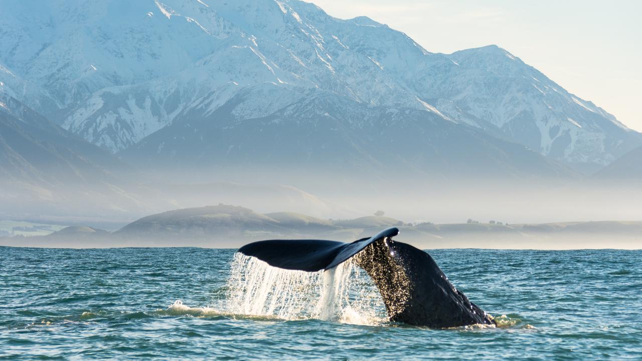 Whale watching at Kaikoura, New Zealand.