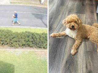 Update after family’s cherished 10-year-old cavoodle taken by stranger