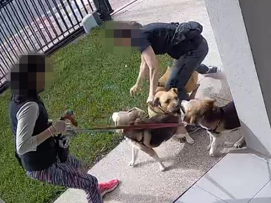 Burnside dog attack caught on CCTV. On Sep 1, a dog, who was off leash at a park, ran into Annette Mazzone's yard, attacking her pet beagle. She had to pull the attacking dog off and was injured. Matter reported to council but nothing has been done