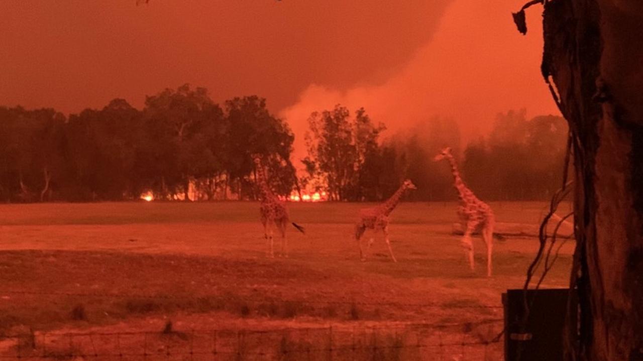 The fires came within spitting distance of giraffes at Mogo Zoo. Picture: Supplied