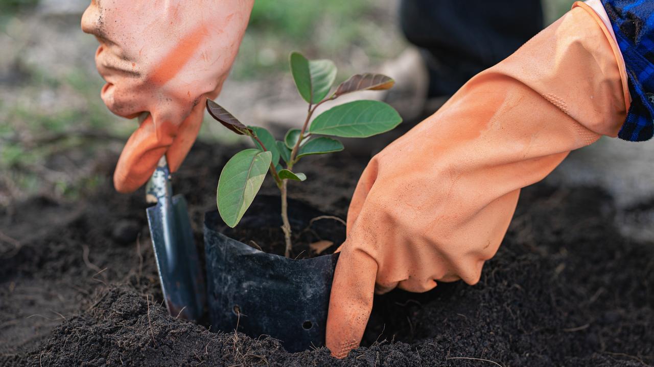 The planting event was part of bushfire restoration efforts. Picture: Ar Law Ka/Getty Images