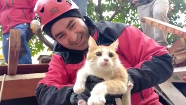 Turkish rescue team pulls a cat named Strawberry from rubble
