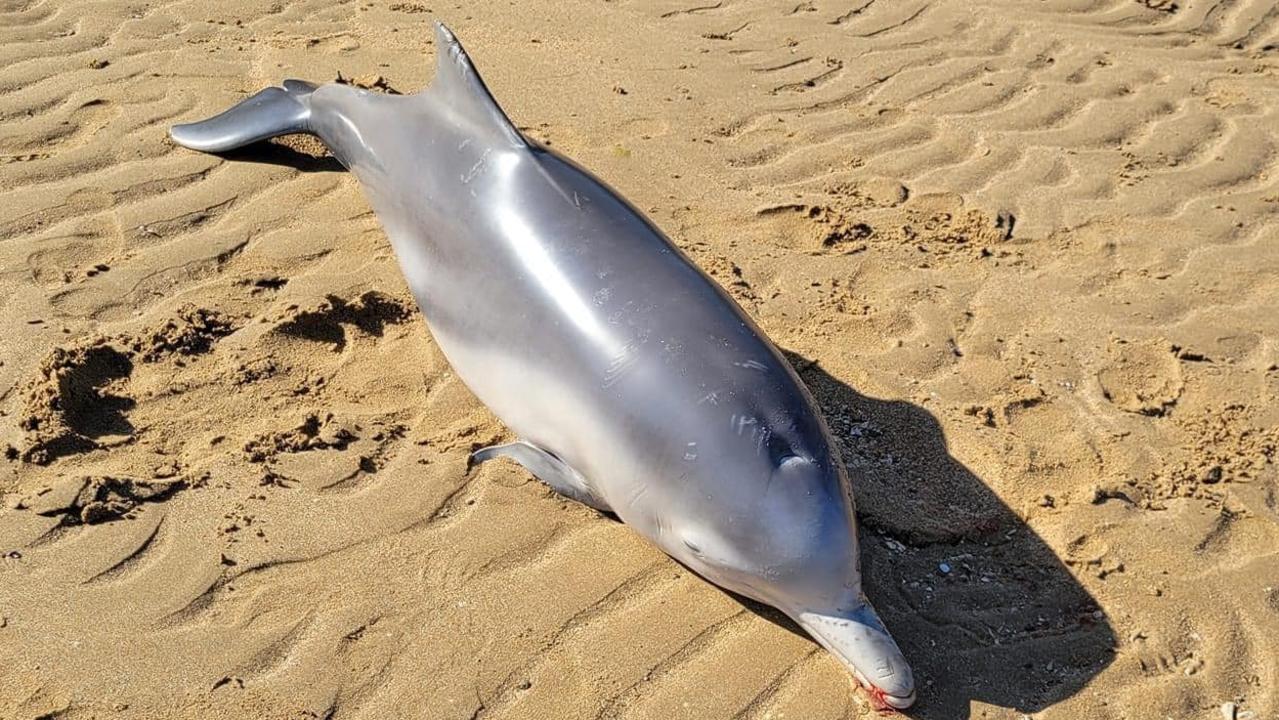 A dead baby dolphin was found on a beach in Point Vernon. Picture: Facebook