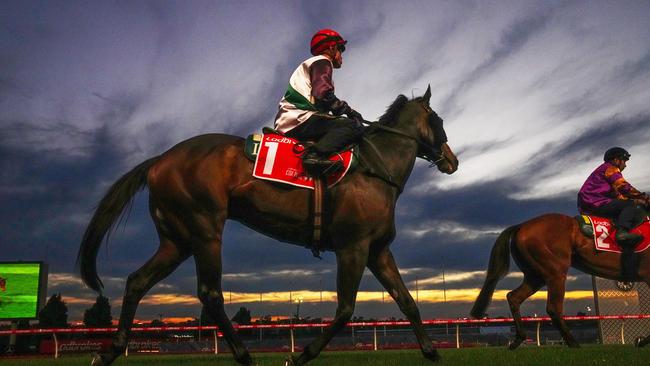 Mr Brightside (NZ) ridden by Craig Williams during Breakfast with the Best trackwork  at Moonee Valley Racecourse on October 22, 2024 in Moonee Ponds, Australia. (Photo by Scott Barbour/Racing Photos via Getty Images)