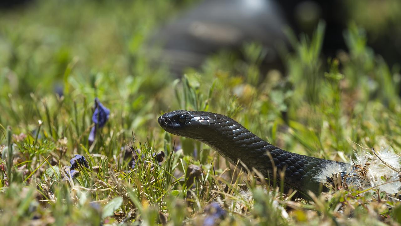 Woman bitten by snake at Tin Can Bay, near Gympie | The Courier Mail