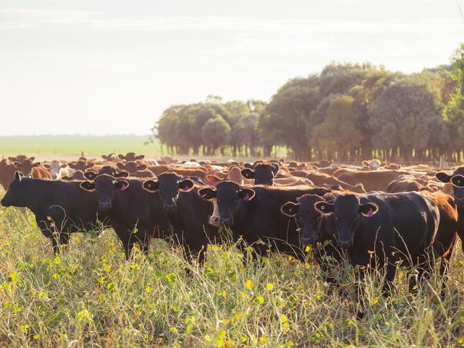 Supplied image of cattle from AACO Westholme Beef