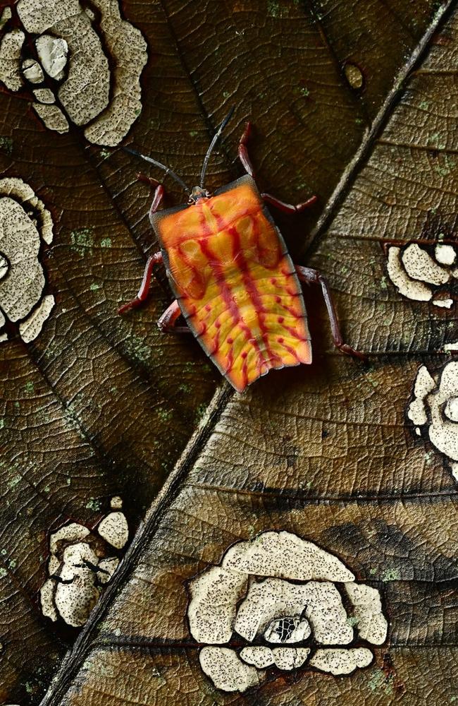 A brightly-coloured stink bug contrasts with a decayed leaf in a rainforest in China. Picture: Minghui Yuan/IGPOTY