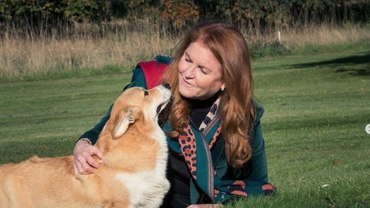 Sarah Ferguson now cares for Her Majesty's beloved corgis.