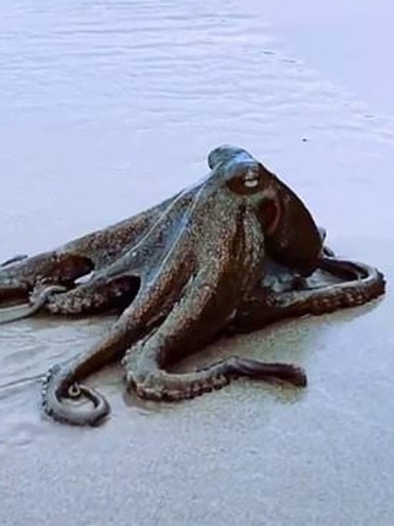 A giant octopus was filmed sliding across the sands of Wategos Beach, in Byron Bay.