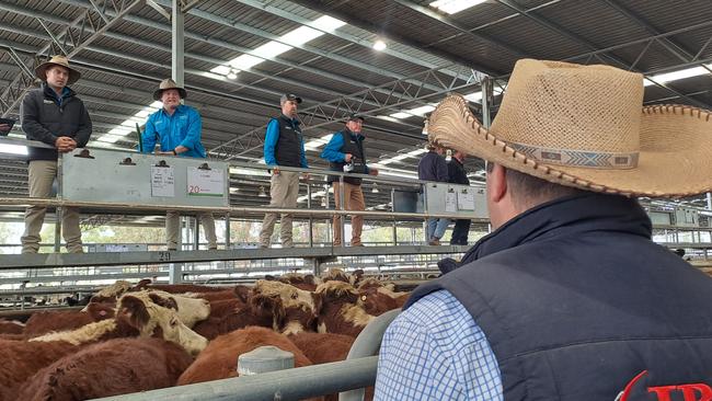 Feedlot buyers helped support heavier cattle at Yea, dominating purchases in the opening lanways of steers and heifers weighing above 400kg.