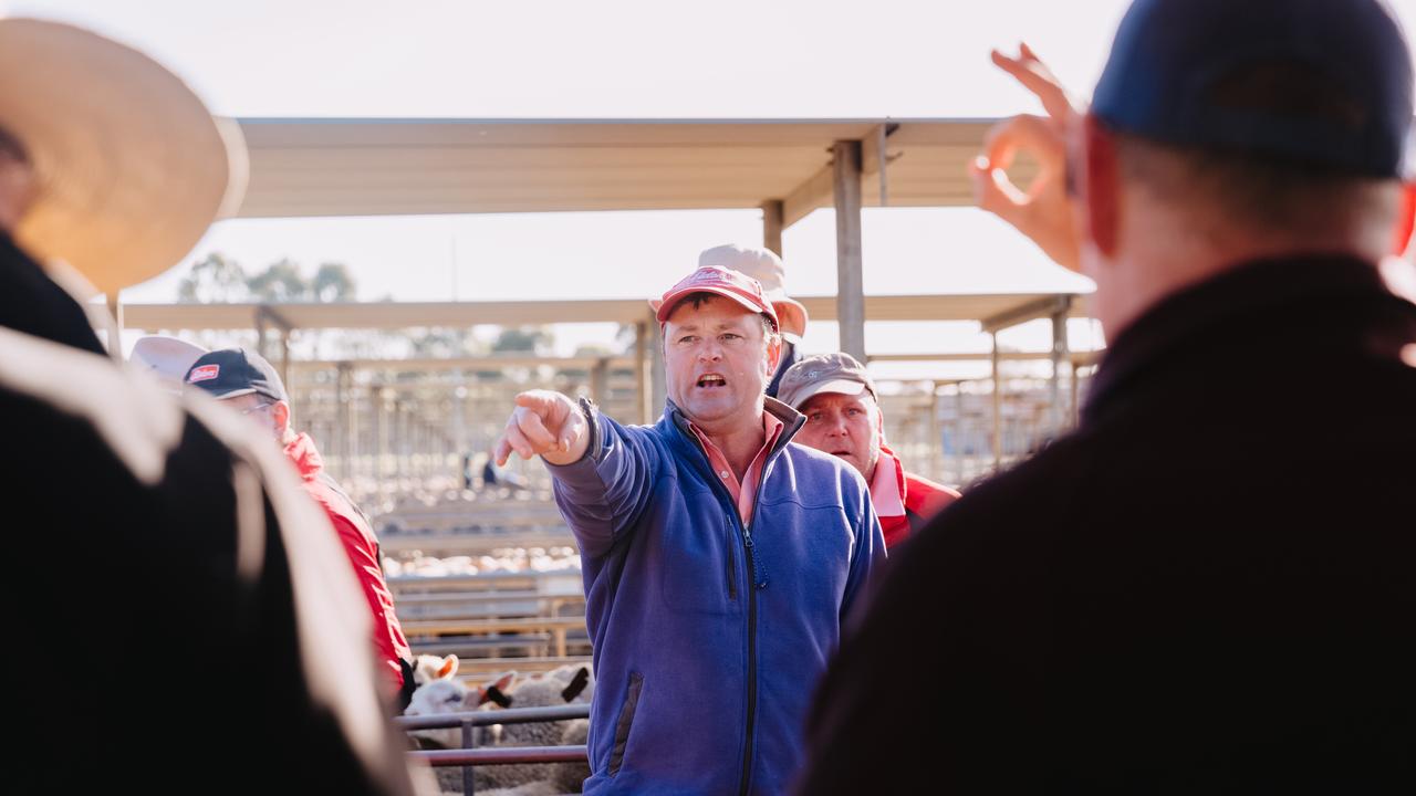 The bidding gets underway at the Bendigo lamb sale. Picture: Chloe Smith