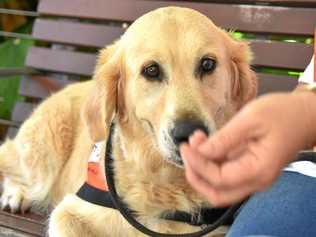 CLEVER CANINE: Evie the golden retriever is Gladstone's first story dog. She's on a mission to make reading fun for children. Picture: Noor Gillani