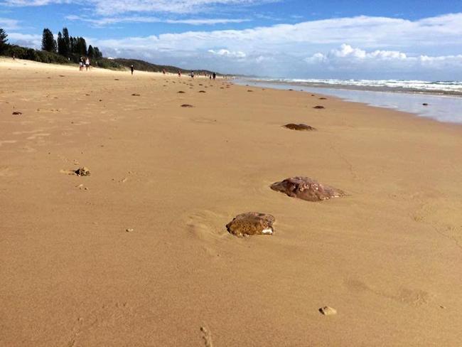 Blobs of jellyfish and bluebottles line the shores at Coolum Beach. Picture: Kathy Sundstrom