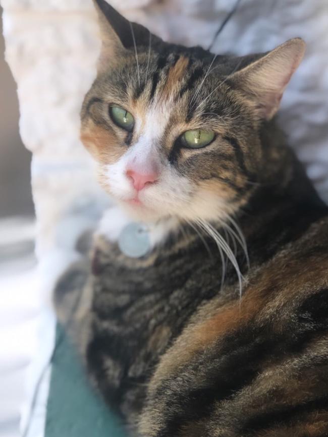 This is Cat, aged 2-and-a-half, from Fannie Bay. This is Cat’s world and we are all blessed that she allows us to live in it. Picture: Shauna Upton