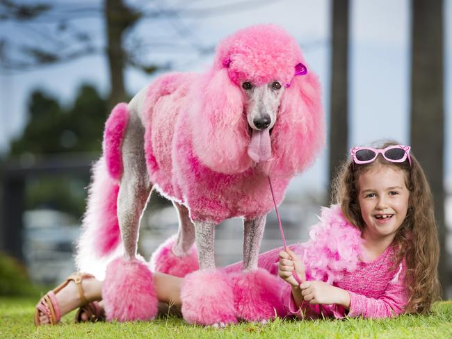 Dressed in pink Tahlia Avgerinos, 7 from Oxenford with poodle Coco Chanel who raised awareness for animal welfare at the inaugural Paws &amp; Pizzazz animal expo at Sanctuary Cove. Picture: NIGEL HALLETT.