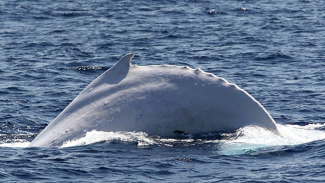 Migaloo Spotted Off The Gold Coast 