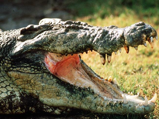 UNDATED: Generic picture of a crocodile in North Queensland. PicSUPPLIED - animal crocodile