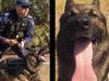 Top cop reveals harrowing impact of police dog death