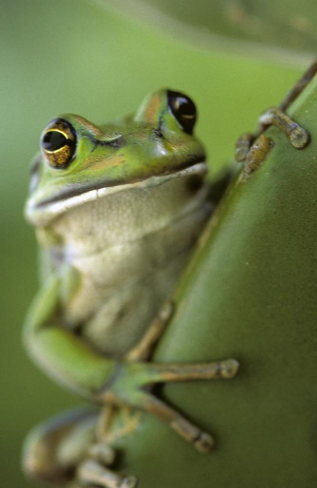 Sydney Olympic Park’s brick pit is home to the endangered green and golden bell frog. Picture: Esther Beaton