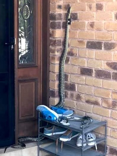 Snake at the door of Gumdale home.