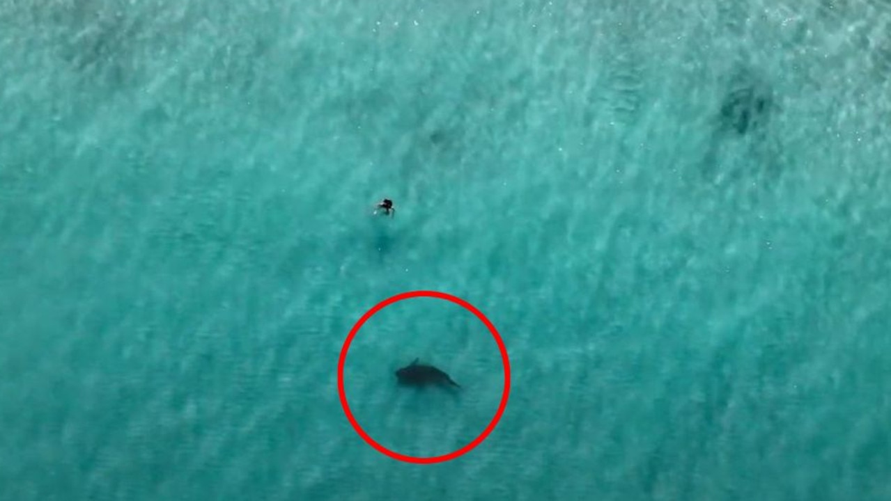 Shark gets dangerously close to swimmers