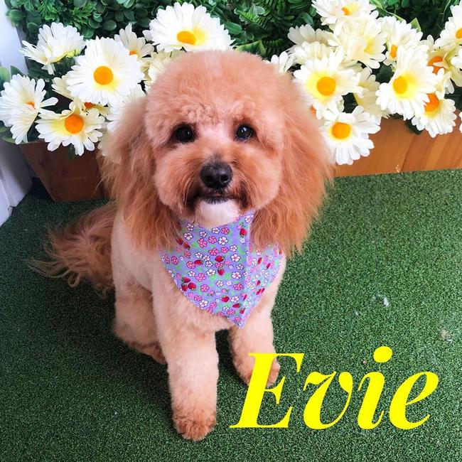 Evie after a visit to Little Dog Studio in Nundah