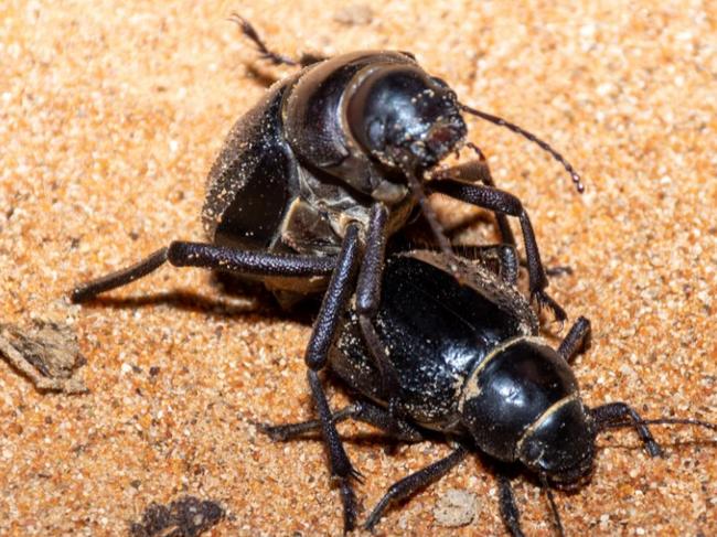 Impressive sex trick from male beetle