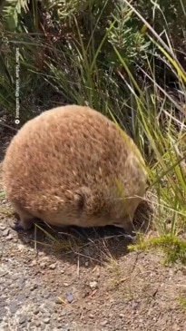 Furry echidna spotted in Tassie