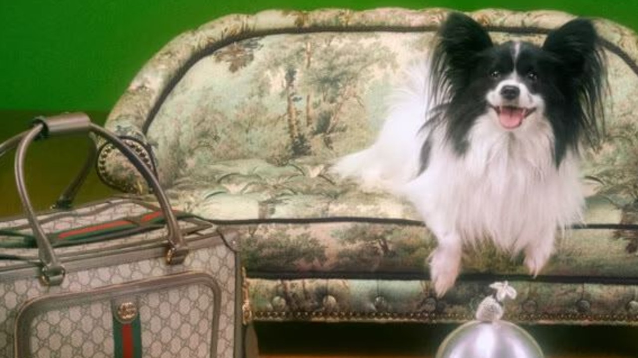 Gucci launches luxury pet collection: $12k dog bed, $630 poo bag