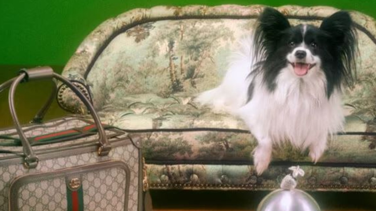 Gucci launches luxury pet collection 12k dog bed 630 poo bag