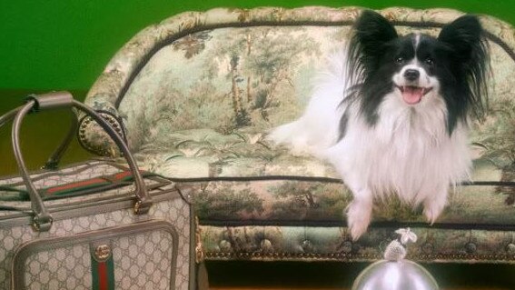 Australians can now get their hands on the new pet collection. Picture: Gucci