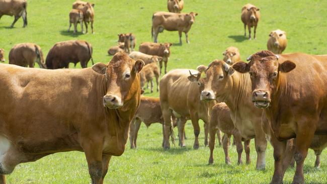 Becxon Agriculture cattle. Picture: Zoe Phillips