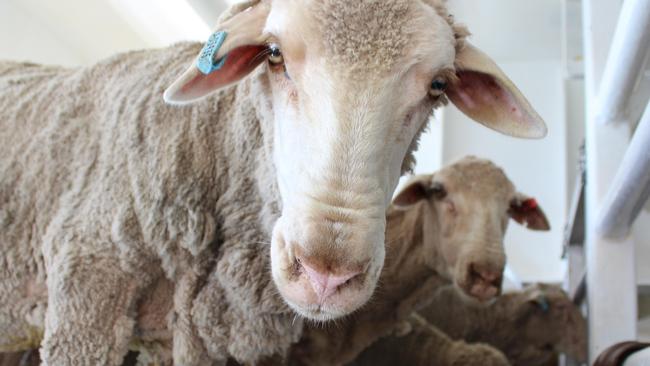 Live sheep exports into Saudi Arabia have been given the green light. Picture: Supplied