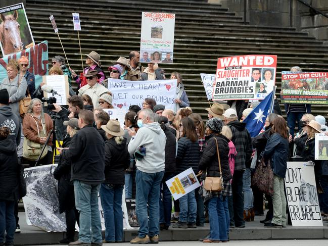 MELBOURNE, AUSTRALIA - NewsWire Photos JUNE 08, 2022: A group gathers outside Parliament House in Melbourne to protest against the upcoming cull of brumbies in Victoria's High Country. Picture: NCA NewsWire / Andrew Henshaw