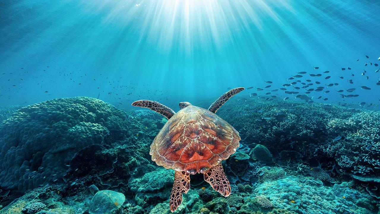 An endangered Green Sea Turtle glides over coral gardens in the lagoon on Lady Elliot Island on the southern Great Barrier Reef, Queensland.