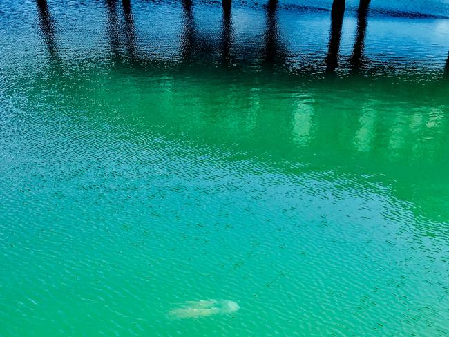 A box jellyfish in the Breakwater Marina at Townsville. Picture: supplied