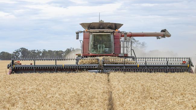 Harvesting of wheat at Pine Lodge. Picture: Zoe Phillips