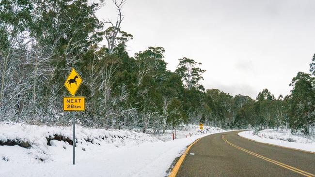 Driving through Australia's Snowy Mountains.