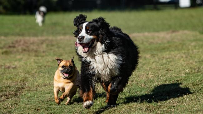 'Doug the pug' and 'Ziggy' the bernese mountain dog test out the new reserve. (AAP Image/ Julian Andrews).