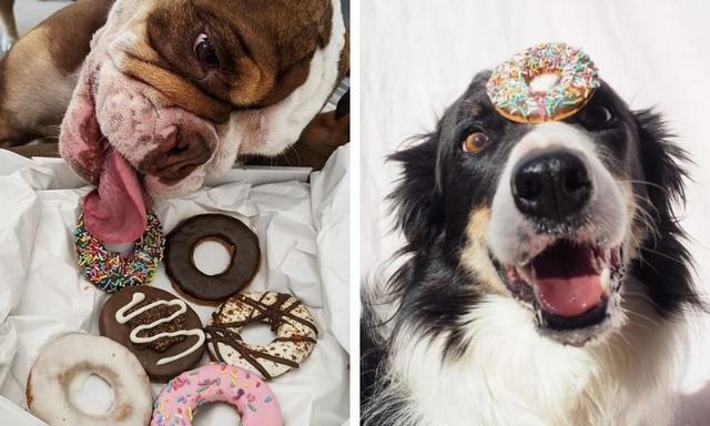 Krispy Kreme creates dog-friendly doughnuts