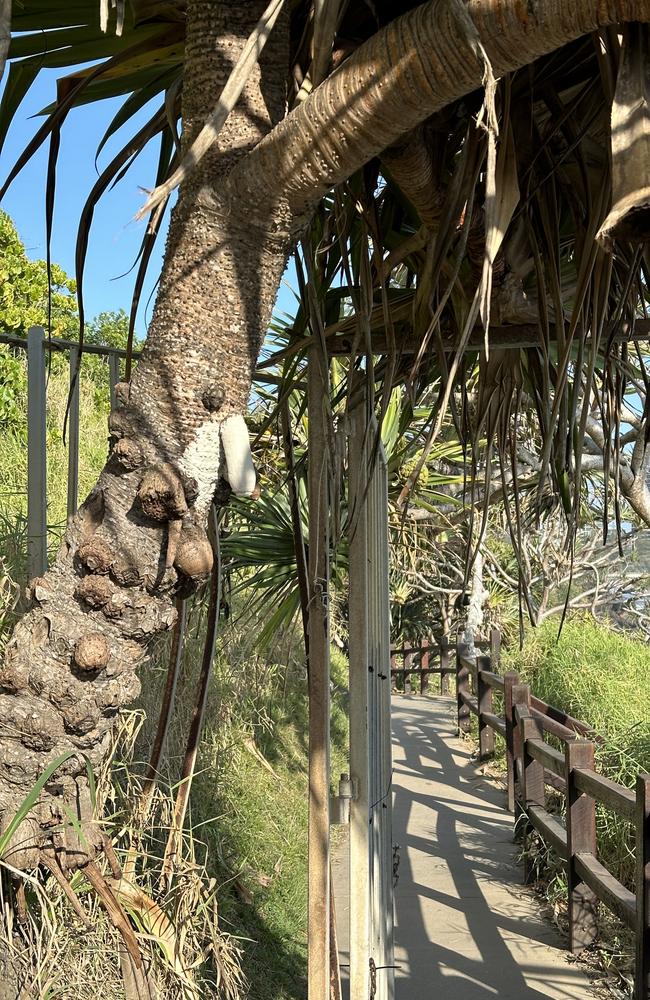 Pandanus roots seemingly made to resemble male genitalia along Burleigh's Oceanview track have been given a G-rated paint job overnight.