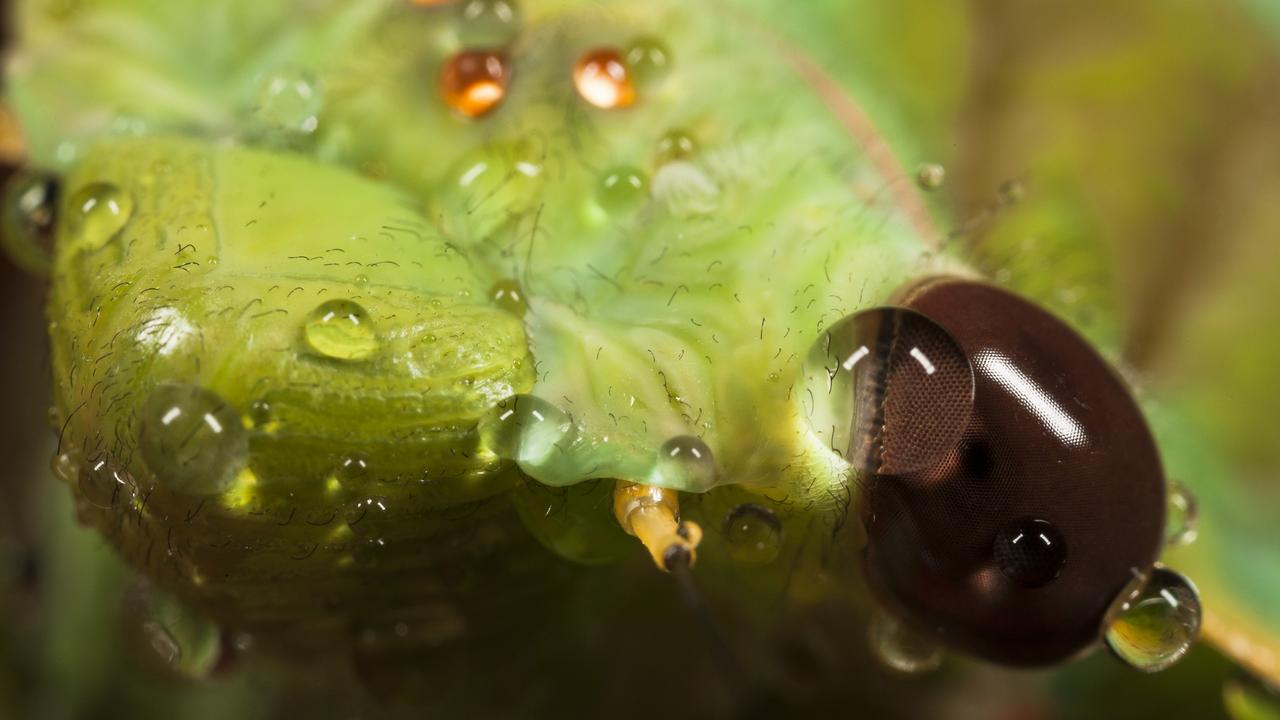 An extreme close up of the head of a Greengrocer cicada. Picture: Alan Kwok