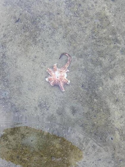 Dead marine life has washed up in Clontarf. Picture: Sangeeta Leach / Facebook