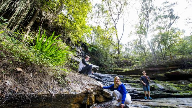 Allenby Park, a bushland reserve stretching between Allambie Heights, Beacon Hill and Brookvale. Picture: Northern Beaches Council